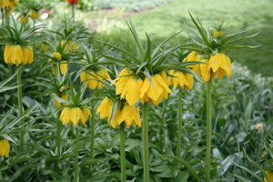 Fritillaria imperialis Lutea