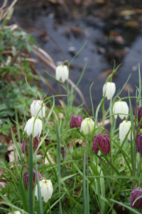 Fritillaria meleagris