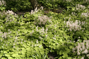 Tiarella cordifolia ground cover