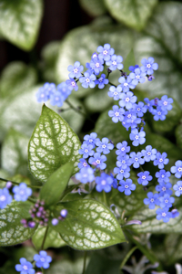 Brunnera Jack Frost