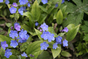 Omphalodes 'Cherry Ingram'