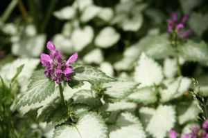 Lamium maculatum 'Beacon Silver'