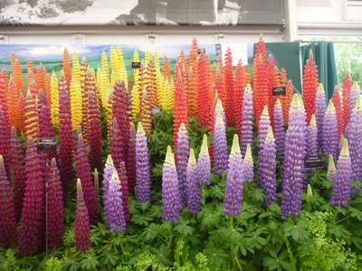 Lupins in the Great Pavilion
