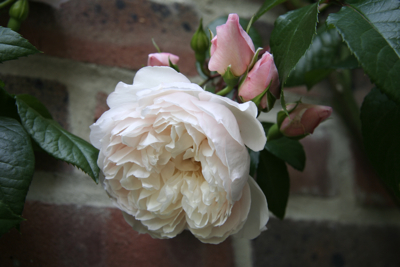 Rosa The Generous Gardener