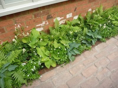 Shade planting.JPG