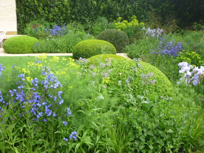 Clipped box domes contrast with cool herbaceous planting