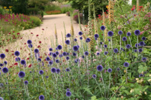 Read more about the article Inspirational summer planting at Pensthorpe Park