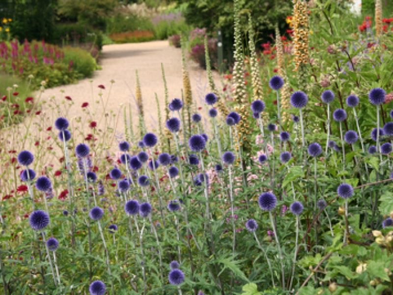 Inspirational summer planting at Pensthorpe Park