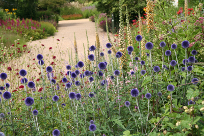 Echinops Veitchs Blue.JPG