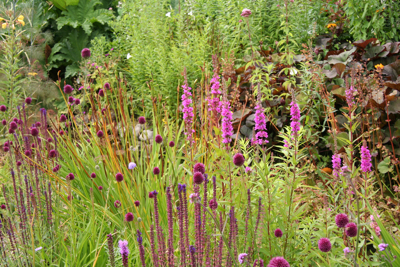 Plants along the stream in the Wildlife Habitat Garden