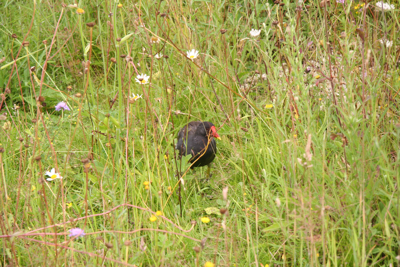 Moorhen.JPG