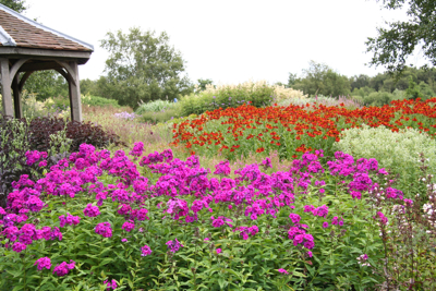 Helenium 'Rubinzwerg'. A very colourful combination!