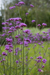 Read more about the article Fabulous plants for October