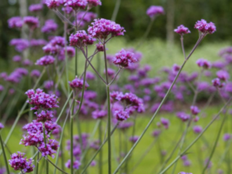 Fabulous plants for October