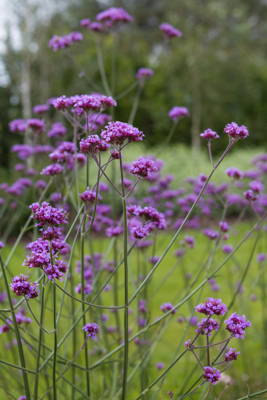 Verbena bonariensis