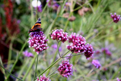 Verbena bonariensis