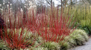 Read more about the article Winter wonders – shrubs with colourful stems