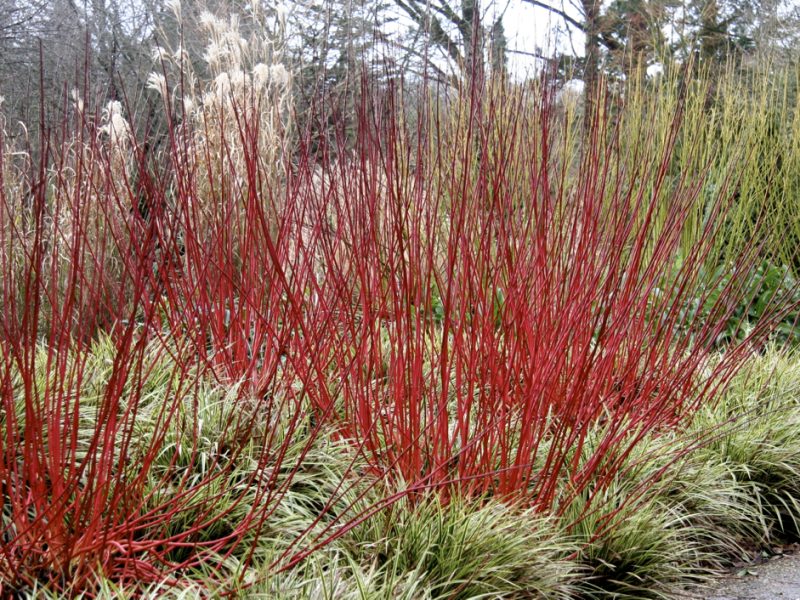 Winter wonders – shrubs with colourful stems