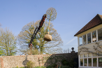 Craning in the trees