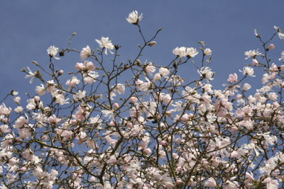 magnolia tree