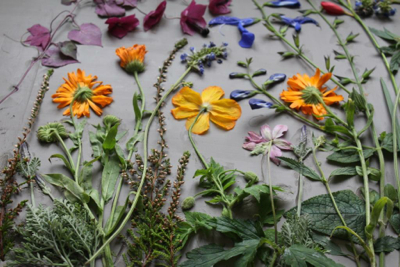 Salvia, Heather, Lavender and Welsh Poppy (2)