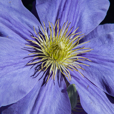 Clematis Fujimusume