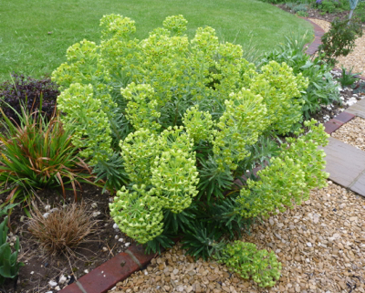 Euphorbia Humpty Dumpty
