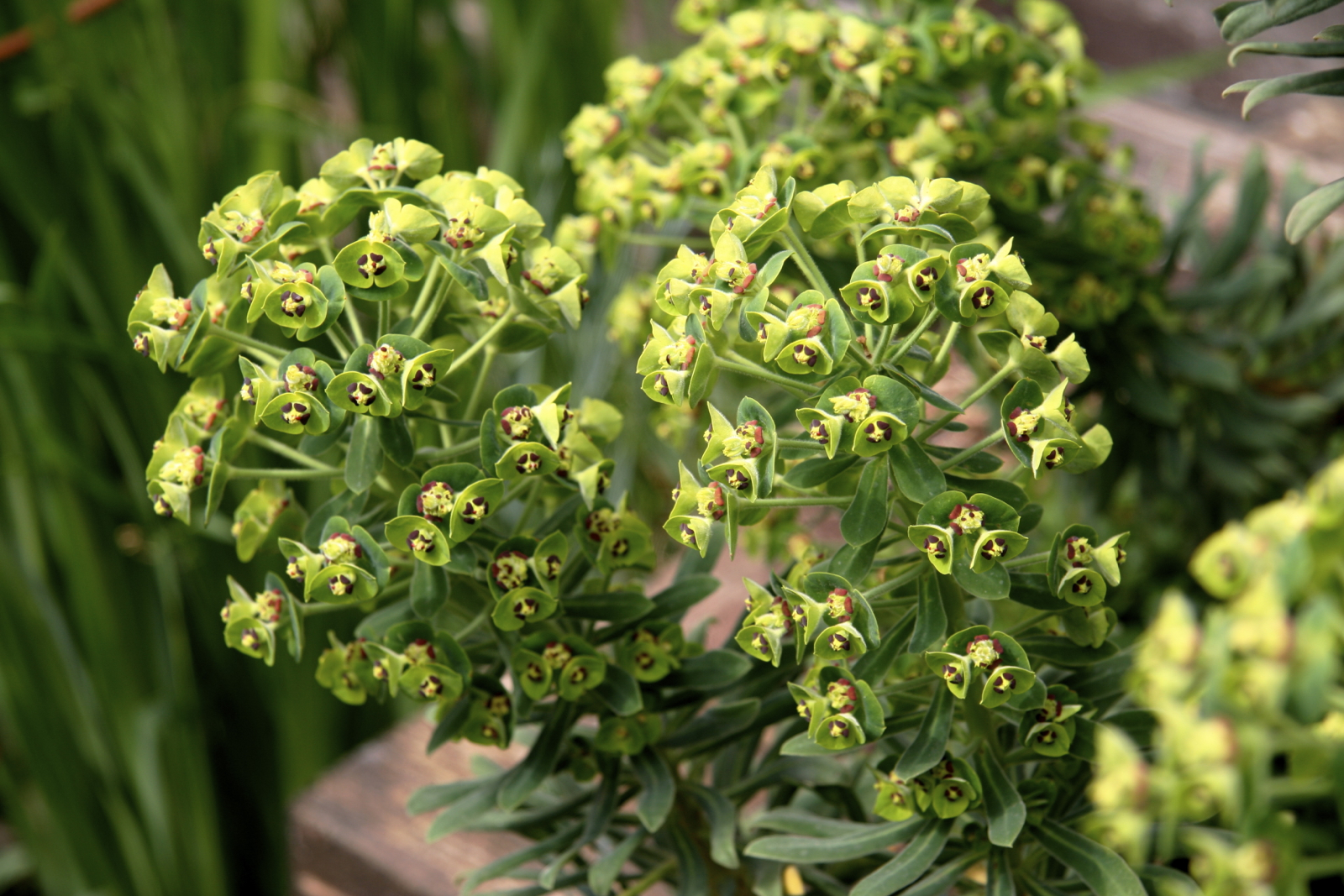 Euphorbia