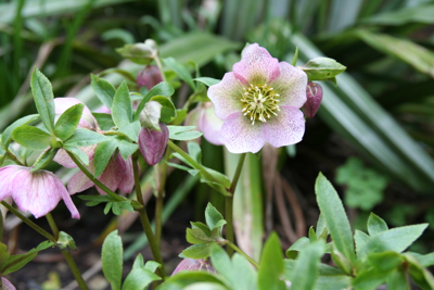 helleborus orientalis