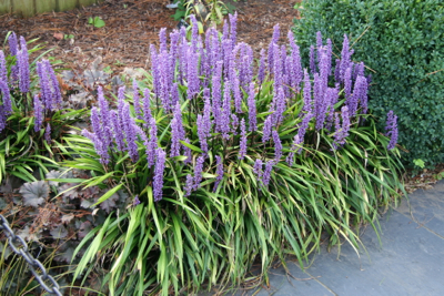 Liriope muscari