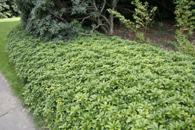 Pachysandra