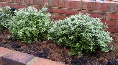 Pittosporum Golf Ball