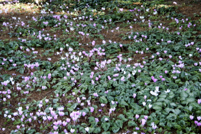 cyclamen hederifolium