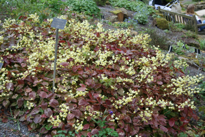 epimedium sulphureum