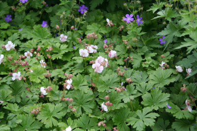 geranium maccrorhizum