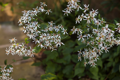 Aster divaricatus ©Firgrove Photographic