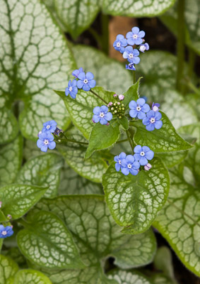 Brunnera ©Firgrove Photographic