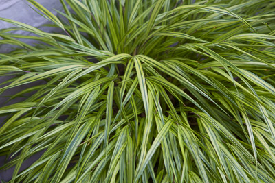 Hakonechloa ©Firgrove Photographic