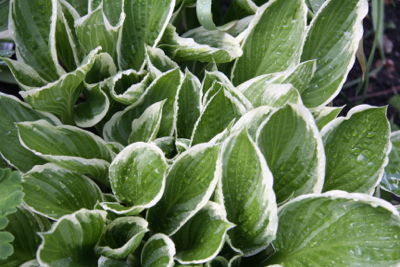 hosta ©Firgrove Photographic