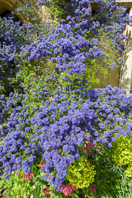 Ceanothus © Firgrove Photographic