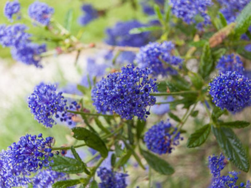 5 essential … evergreen shrubs to clothe a wall or fence