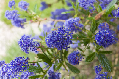 Ceanothus ©Firgrove Photographic