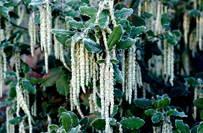 Garrya elliptica ©RHS