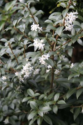 osmanthus burkwoodii ©Janet Bligh