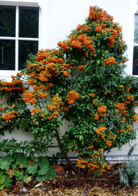 Pyracantha