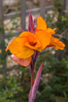 Canna c.Firgrove Photographic