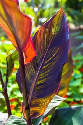 canna leaf c.Firgrove Photographic