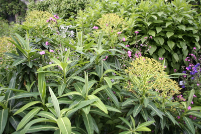 Euphorbia mellifera