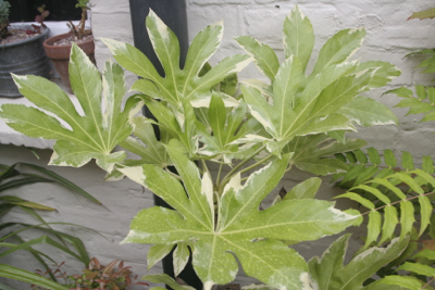fatsia variegated