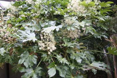fatsia